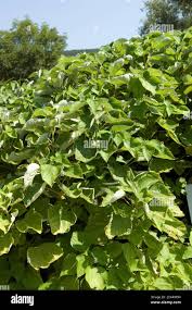 Image result for Barleria boehmii