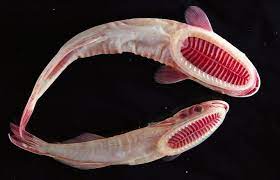 We've explored the www and turned up tons of popular death and video sites like documentingreality. Google Image Result For Http Www Documentingreality Com Forum Attachments F181 308641d1317853385 Stran Weird Sea Creatures Underwater Creatures Sea Creatures