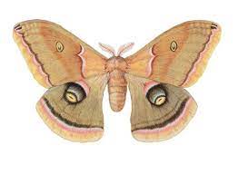 Polyphemus Silk Moth Illustration Science Art Com Moth Illustration Moth Art Moth Drawing