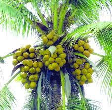 Check spelling or type a new query. Plantation Coconut Handbook