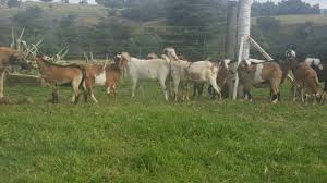 Image result for mbuzi