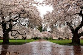 While walking to another church, i chanced upon this stunning street. 10 Places To See Beautiful Cherry Blossoms And When
