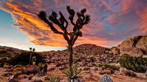 Maybe you would like to learn more about one of these? Joshua Tree Nationalpark Hd Wallpaper Hintergrund 1920x1080