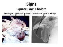 Provide as much outdoor space as possible so the hens can forage for food and explore. 13 Common Chicken Diseases You Should Know And How To Treat Them