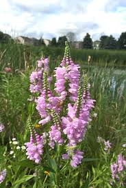 It is a member of the mint family and grows from canada to mexico. Physostegia Virginiana Obedient Plant Prairie Moon Nursery