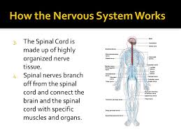 Hcp and vet versions too! Chapter 3 Lesson 4 Job Carries Messages To And From The Brain Spinal Cord And All Other Parts Of The Body Tells The Body How To Respond To Its Ppt Download