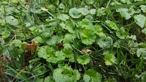 Maybe you would like to learn more about one of these? Creeping Charlie Pros And Cons And Controlling Methods