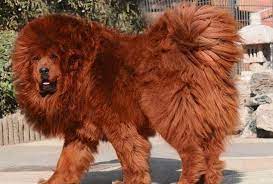 Red Tibetan Mastiff Expensive Dogs Tibetan Mastiff Dog Most Expensive Dog