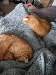 Reddit I Hope You Re All Having This Kind Of Caterday Cute Cats And Kittens Cute Cats Orange Cats