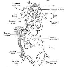 Lab 7 Vertebrate Anatomy Openwetware