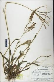Image result for Alloteropsis cimicina