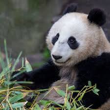 Panda Mornings To Ditch The Mobs Sign Up For The San Diego Zoo S New Early Morning With Pandas Program 89 Which Le San Diego Zoo Zoo San Diego California