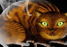 Do ultrasounds always detect breast cancer in young women? Pet Owners Say They Feel Presence Of Their Deceased Furry Friends Pittsburgh Post Gazette