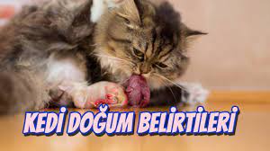 kedi hamilelik ve dogum belirtisi kedi dogumu nasil baslar youtube