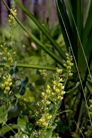 Image result for Indigofera simplicifolia