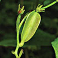 Image result for Dioscorea buchananii