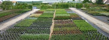 Earl Pepinieres Pescheux Thiney Horticulteur Et Pepinieriste A Gometz La Ville Pepiniere Vallee De Chevreuse Jardins
