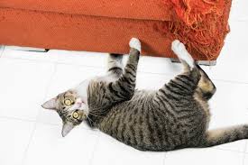 Healthy Paws Pet Insurance