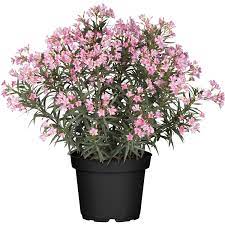 Oleander plant a tough and rugged shrub, oleander makes a sturdy ornamental addition to landscapes in warmer areas (it won't tolerate a hard freeze). Oleander Rosa Topf O Ca 30 Cm Nerium Kaufen Bei Obi