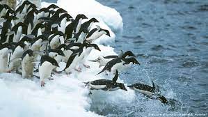 Antarctica // polar regions· wildlife location: Scientists Discover Supercolony Of Adelie Penguins In Antarctica News Dw 02 03 2018