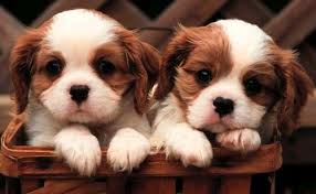 Teacup puppies and boutique is south florida's luxury teacup and toy puppy boutique, specializing in tiny toy, small, and micro teacup puppies for sale. Puppies For Sale In Ohio Find All Breeds Cute Miniature Teacup Puppies To Adopt Cheap Prices Puppies For Sale Oh Prlog
