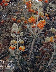 Image result for Buddleja pulchella