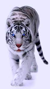 Download Wallpaper Wallpaper By Mamad57 F5 Free On Zedge Now Browse Millions Of Popular Snow Wallpapers And Ringto Animals Beautiful Animals Cute Animals
