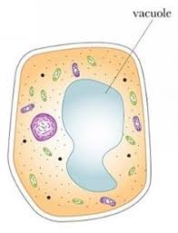 Much like an organ serves a specific function in an organism, such as an eye helps a fish see or a stamen helps a flower reproduce, organelles each have specific functions within cells. 11 Cells Ideas Cell Animal Cell Cells Project