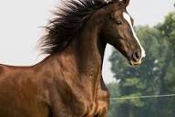 Horse Breeds and Types - Finding The Right Horse For You – Naylors