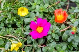 Image result for Portulaca centrali-africana