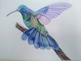 Il Colibri Gruppo Italiano Amici Della Natura