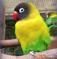 Check spelling or type a new query. Black Masked Lovebird Care Guide Lifespan Personality And Costs