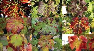 Image result for Grapevine leafroll virus