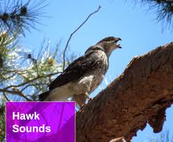 You can choose the hawk screeching apk version. Screeching Hawk Sound Effect Free Mp3 Download Mingosounds Mingo Sounds