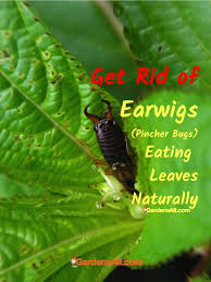 I also use de around pots and other hiding areas where earwigs seek refuge. How To Get Rid Of Pincher Bugs Earwigs Naturally Gardensall