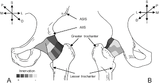 Diagnosis is made with pelvis radiographs that shows an avulsion off the aiis. Plos One Innervation Of The Hip Joint Capsular Complex A Systematic Review Of Histological And Immunohistochemical Studies And Their Clinical Implications For Contemporary Treatment Strategies In Total Hip Arthroplasty
