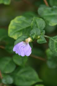 Image result for Sclerochiton