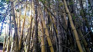 Bamboo Wikipedia