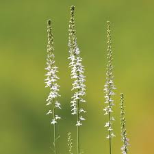 Image result for Lobelia adnexa