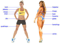 Usually derived from latin, a muscle's name often tells many muscle names indicate the muscle's location. Gym Exercise Chart For All Body Parts Caran