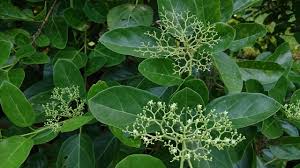 Image result for Premna senensis
