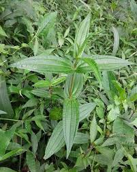 Image result for Pouzolzia