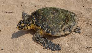 Image result for Halopyrum mucronatum