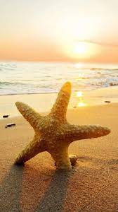 Beach Starfish Wallpaper For Mobile 2021 Live Wallpaper Hd Beach Wallpaper Beach Phone Wallpaper Wallpaper Backgrounds