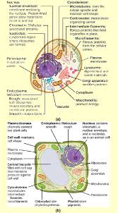 A typical animal cell shape. Solved If The Nucleolus Were Not Able To Carry Out Its Function Chegg Com