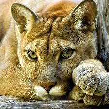 Cross Stitch Puma Cross Stitch Pattern Cross Stitch Wild Cat Cross Stitch Animal Wildlife Cross Stitch Design Printable Pdf Animals Beautiful Cats Animals Beautiful