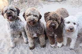 Review how much lagotto romagnolo puppies for sale sell for below. 56 My Yolo Ideas Lagotto Romagnolo Water Dog Dogs