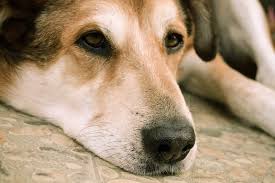 Loss of appetite that can lead to weight loss. Liver Disease In Dogs Causes Symptoms Stages And More
