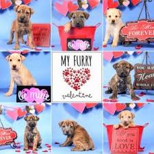 Our store also offers grooming, training, adoptions, veterinary and curbside pickup. My Furry Valentine S 9th Mega Pet Adoption Event February 9 10 2019 Sharonville Convention Center Cincinnati Oh