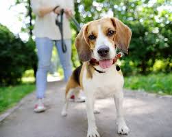 Listado top ventas para perros pequenos baratos. Las Razas De Perro Mas Costosas Y Las Baratas Tambien Cheapism Com